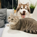 Cara Menghilangkan dan Mencegah Bau Hewan Peliharaan di Rumah