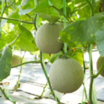 Menanam Melon Tanpa Lahan Luas dan Insektisida? Ini Rahasia Melon Hidroponik