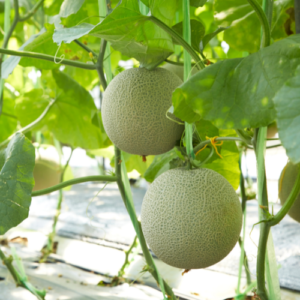 Menanam Melon Tanpa Lahan Luas dan Insektisida? Ini Rahasia Melon Hidroponik