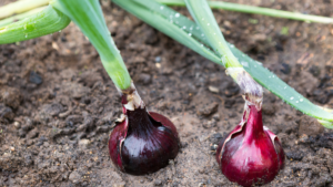 Strategi Tanam Bawang Merah di Musim Hujan, Hasil Tinggi dengan Perawatan Efisien