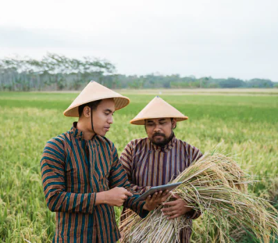 Peran Persawahan dalam Menopang Ketahanan Pangan Nasional