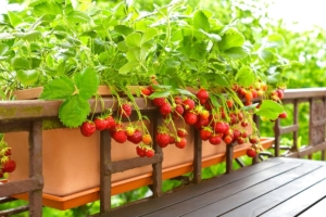 Tips Menyiram Tanaman Stroberi agar Tumbuh Subur dan Berbuah Manis