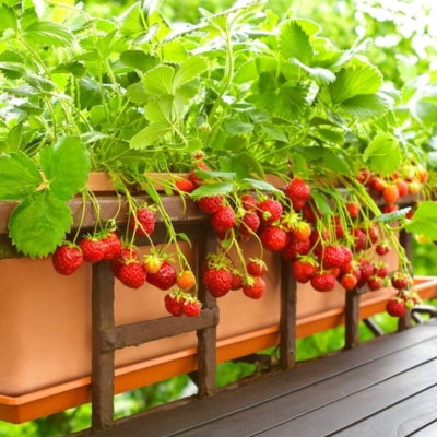 Tips Menyiram Tanaman Stroberi agar Tumbuh Subur dan Berbuah Manis