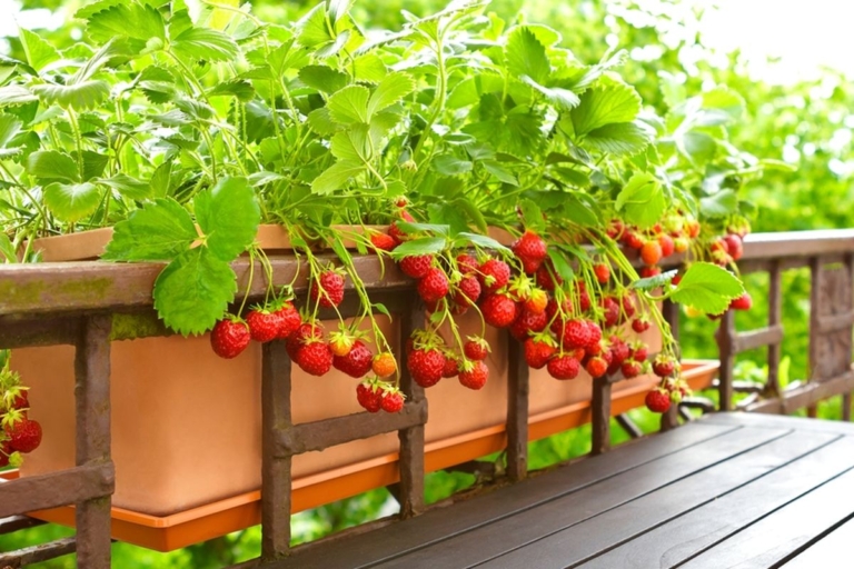 Tips Menyiram Tanaman Stroberi agar Tumbuh Subur dan Berbuah Manis