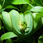 Hati-Hati, Tanaman Ini Bisa Mengundang Ular ke Halaman Rumah