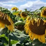 Ini Penyebab Bunga Matahari Menunduk dan Cara Mengatasinya