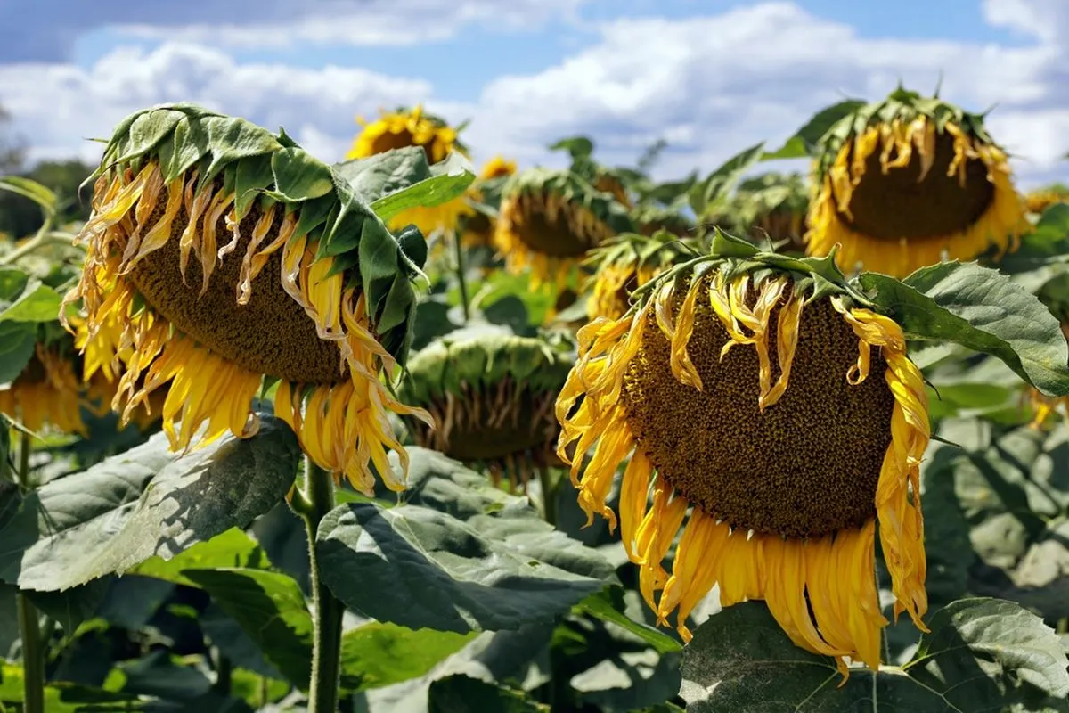Ini Penyebab Bunga Matahari Menunduk dan Cara Mengatasinya