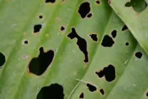 Daun Tanaman Hias Berlubang? Kenali Penyebabnya Sebelum Terlambat