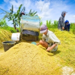 Mentan Amran: Produksi dan Stok Pangan Nasional Tetap Aman di Tengah Dinamika Cuaca