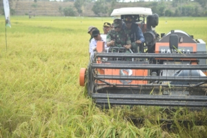 Panen Raya Bawang Merah di Cirebon, Kementan Pastikan Pasokan Aman Jelang Ramadan hingga Lebaran