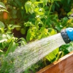 Cara Menentukan Waktu dan Frekuensi Menyiram Tanaman Hias Saat Musim Hujan