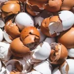 Terbukti Efektif! Manfaat Luar Biasa Cangkang Telur untuk Panen Tomat Maksimal