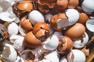 Terbukti Efektif! Manfaat Luar Biasa Cangkang Telur untuk Panen Tomat Maksimal