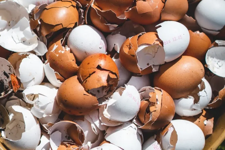 Terbukti Efektif! Manfaat Luar Biasa Cangkang Telur untuk Panen Tomat Maksimal