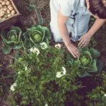 3 Peluang Usaha Agribisnis Rumahan di Lahan Sempit yang Menjanjikan