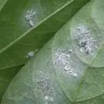 Rahasia Ampuh Usir Kutu Kebul: Racikan Dapur Ini Selamatkan Tanaman Cabai