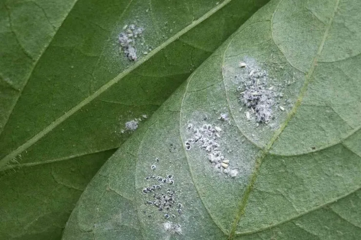 Rahasia Ampuh Usir Kutu Kebul: Racikan Dapur Ini Selamatkan Tanaman Cabai