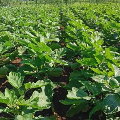 Panduan Lengkap Menanam dan Merawat Terong agar Berbuah Lebat