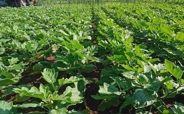 Panduan Lengkap Menanam dan Merawat Terong agar Berbuah Lebat