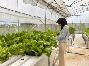 Perkuat Jejaring Kemitraan, Polbangtan Kementan Pastikan Lulusan Kompeten