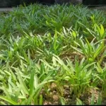 5 Tanaman Produktif yang Bisa Ditanam di Rumah untuk Penuhi Kebutuhan Sehari-hari