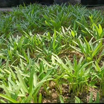 5 Tanaman Produktif yang Bisa Ditanam di Rumah untuk Penuhi Kebutuhan Sehari-hari