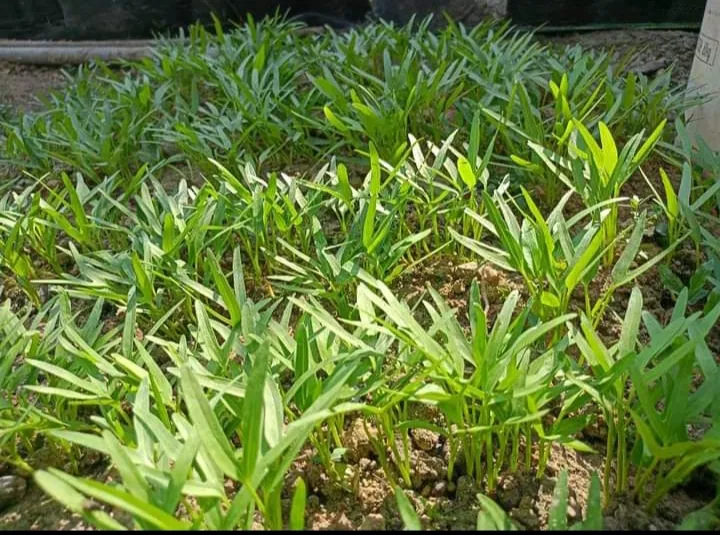 5 Tanaman Produktif yang Bisa Ditanam di Rumah untuk Penuhi Kebutuhan Sehari-hari