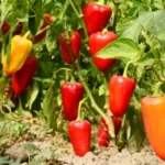 Panduan Budidaya Cabai untuk Pemula: Subur, Produktif, dan Cepat Berbuah