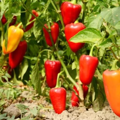 Panduan Budidaya Cabai untuk Pemula: Subur, Produktif, dan Cepat Berbuah