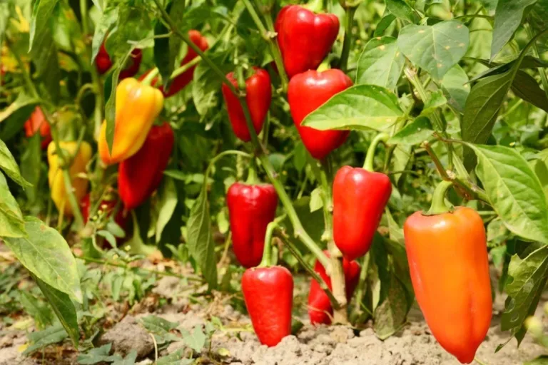 Panduan Budidaya Cabai untuk Pemula: Subur, Produktif, dan Cepat Berbuah