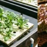 Akar Hidroponik Berubah Cokelat? Kenali Penyebab, Dampak, dan Cara Mengatasinya