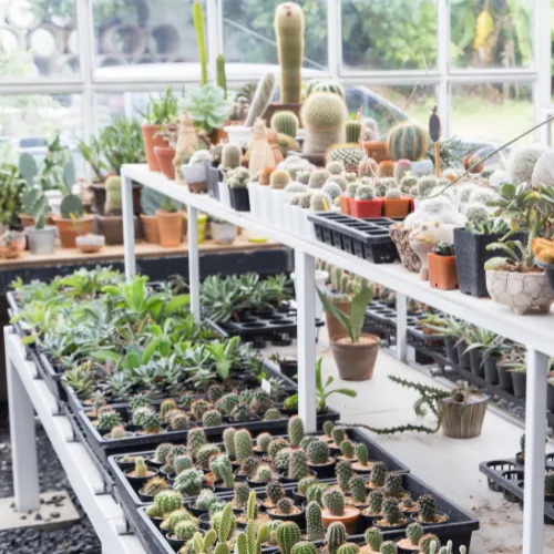 5 Tanaman Hias Indoor Paling Mudah Dirawat, Cocok untuk Pemula!