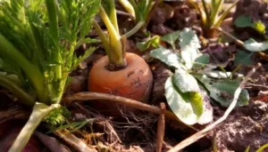 Fakta Baru! Tanaman Bisa Beradaptasi Cepat, Namun Terancam Perubahan Iklim Ekstrem