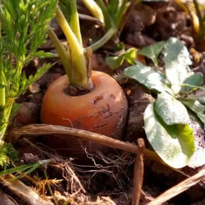 Fakta Baru! Tanaman Bisa Beradaptasi Cepat, Namun Terancam Perubahan Iklim Ekstrem