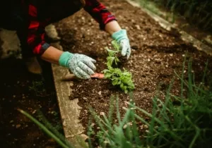 Menanam Bunga di Rumah Jadi Lebih Mudah: Ikuti 9 Langkah Sederhana Ini