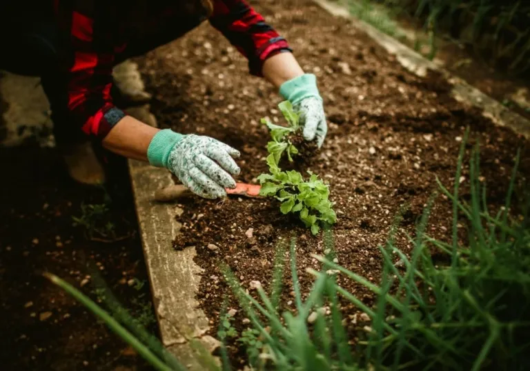 Menanam Bunga di Rumah Jadi Lebih Mudah: Ikuti 9 Langkah Sederhana Ini