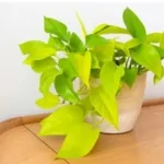 Manfaat dan Cara Tepat Menggunakan Ampas Kopi untuk Pupuk Tanaman Pothos