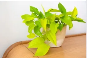 Manfaat dan Cara Tepat Menggunakan Ampas Kopi untuk Pupuk Tanaman Pothos