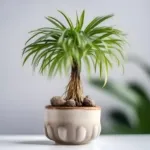 Palem Jari, Tanaman Hias Elegan yang Mudah Dirawat dan Ampuh Bersihkan Udara Rumah