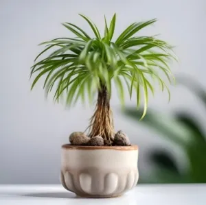 Palem Jari, Tanaman Hias Elegan yang Mudah Dirawat dan Ampuh Bersihkan Udara Rumah