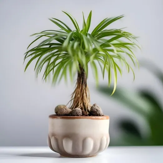 Palem Jari, Tanaman Hias Elegan yang Mudah Dirawat dan Ampuh Bersihkan Udara Rumah