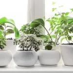 Rekomendasi 10 Tanaman Indoor untuk Kamar Mandi, Cocok di Ruangan Lembap