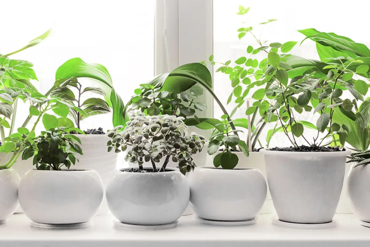 Rekomendasi 10 Tanaman Indoor untuk Kamar Mandi, Cocok di Ruangan Lembap
