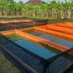 Panduan Budidaya Ikan Lele di Kolam Terpal, dari Persiapan hingga Panen dalam 90 Hari