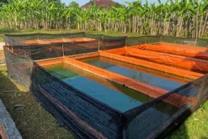 Panduan Budidaya Ikan Lele di Kolam Terpal, dari Persiapan hingga Panen dalam 90 Hari