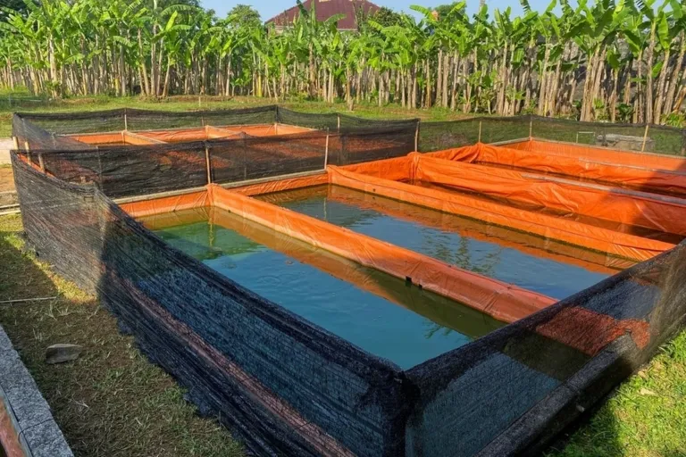 Panduan Budidaya Ikan Lele di Kolam Terpal, dari Persiapan hingga Panen dalam 90 Hari