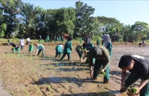Mahasiswa Polbangtan Kementan Asah Kompetensi Budidaya Padi Melalui Teaching Factory