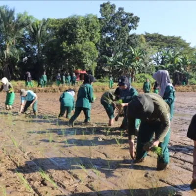 Mahasiswa Polbangtan Kementan Asah Kompetensi Budidaya Padi Melalui Teaching Factory