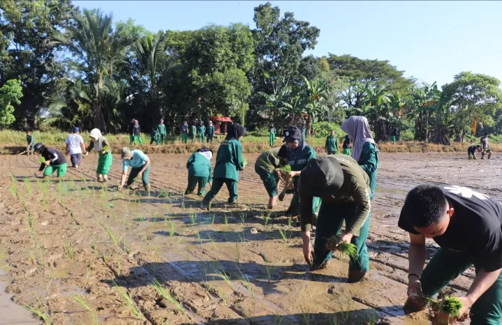 Mahasiswa Polbangtan Kementan Asah Kompetensi Budidaya Padi Melalui Teaching Factory