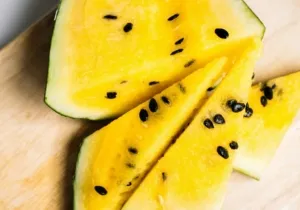 Cara Menanam Semangka Kuning agar Cepat Berbuah dan Hasil Panen Melimpah